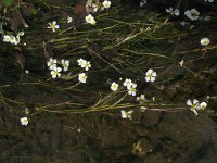 Ranunculus fluitans 3, Vlottende waterranonkel, Saxifraga-Rutger Barendse
