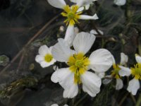 Ranunculus fluitans 4, Vlottende waterranonkel, Saxifraga-Rutger Barendse