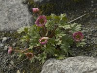 Ranunculus glacialis 11, Saxifraga-Willem van Kruijsbergen