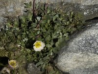 Ranunculus glacialis 13, Saxifraga-Willem van Kruijsbergen