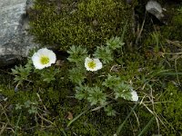 Ranunculus glacialis 2, Saxifraga-Willem van Kruijsbergen