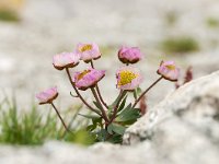 Ranunculus glacialis 22, Saxifraga-Luuk Vermeer