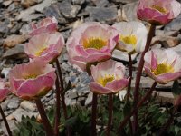 Ranunculus glacialis 25, Saxifraga-Harry Jans