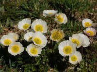Ranunculus glacialis 27, Saxifraga-Harry Jans