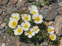 Ranunculus glacialis 31, Saxifraga-Harry Jans