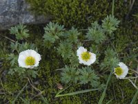 Ranunculus glacialis 6, Saxifraga-Willem van Kruijsbergen