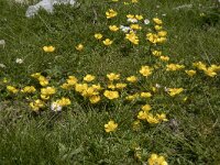 Ranunculus gouanii 6 , Saxifraga-Willem van Kruijsbergen