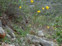 Ranunculus gramineus 1, Saxifraga-Ed Stikvoort