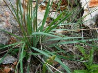 Ranunculus gramineus 3, Saxifraga-Ed Stikvoort