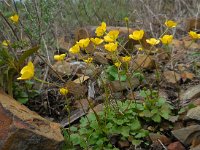Ranunculus gregarius 4, Saxifraga-Ed Stikvoort