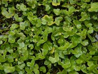 Ranunculus hederaceus 12, Klimopwaterranonkel, Saxifraga-Ed Stikvoort