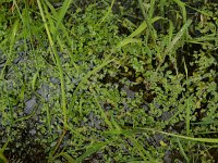Ranunculus hederaceus 13, Klimopwaterranonkel, Saxifraga-Ed Stikvoort