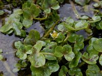 Ranunculus hederaceus 14, Klimopwaterranonkel, Saxifraga-Ed Stikvoort