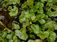 Ranunculus hederaceus 15, Klimopwaterranonkel, Saxifraga-Ed Stikvoort