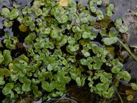 Ranunculus hederaceus 17, Klimopwaterranonkel, Saxifraga-Ed Stikvoort