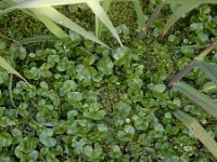 Ranunculus hederaceus 22, Klimopwaterranonkel, Saxifraga-Ed Stikvoort