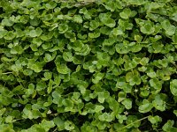 Ranunculus hederaceus 24, Klimopwaterranonkel, Saxifraga-Ed Stikvoort