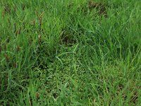 Ranunculus hederaceus 6, Klimopwaterranonkel, Saxifraga-Hans Boll