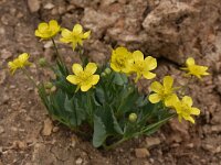 Ranunculus hybridus 10, Saxifraga-Harry Jans