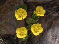 Ranunculus hybridus 11, Saxifraga-Harry Jans