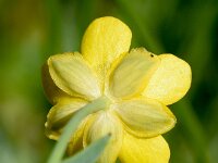 Ranunculus hybridus 16, Saxifraga-Sonja Bouwman  Ranunculus hybridus - Ranunculaceae familie
