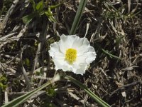 Ranunculus kuepferi 10, Saxifraga-Marijke Verhagen