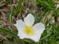 Ranunculus kuepferi 26, Saxifraga-Rutger Barendse