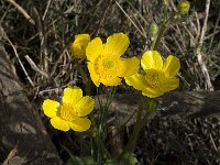 Ranunculus macrophyllus 2, Saxifraga-Willem van Kruijsbergen