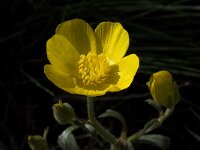 Ranunculus macrophyllus 3, Saxifraga-Willem van Kruijsbergen