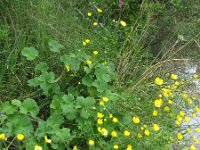 Ranunculus macrophyllus 6, Saxifraga-Rutger Barendse