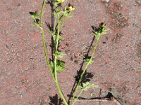 Ranunculus marginatus 2, Saxifraga-Rutger Barendse