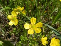 Ranunculus marginatus 3, Saxifraga-Rutger Barendse
