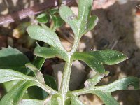 Ranunculus monspeliacus 2, Saxifraga-Rutger Barendse