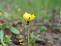 Ranunculus monspeliacus 3, Saxifraga-Jeroen Willemsen