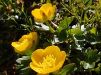 Ranunculus montanus 10, Saxifraga-Ed Stikvoort