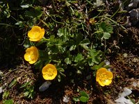 Ranunculus montanus 11, Saxifraga-Ed Stikvoort