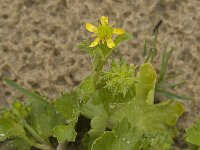 Ranunculus muricatus 10, Stekelboterbloem, Saxifraga-Jan van der Straaten