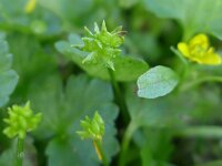 Ranunculus muricatus 11, Stekelboterbloem, Saxifraga-Jelle van Dijk