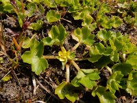 Ranunculus muricatus 22, Stekelboterbloem, Saxifraga-Ed Stikvoort