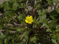 Ranunculus muricatus 3, Stekelboterbloem, Saxifraga-Willem van Kruijsbergen