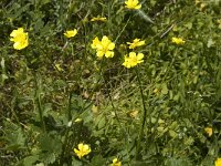 Ranunculus muricatus 4, Stekelboterbloem, Saxifraga-Jan van der Straaten