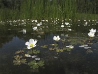 Ranunculus ololeucos 1, Witte waterranonkel, Saxifraga-Rob Felix : Plantae, Plants, Project Natuurbalans, planten