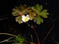Ranunculus ololeucos 10, Witte waterranonkel, Saxifraga-Ed Stikvoort