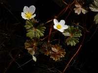 Ranunculus ololeucos 12, Witte waterranonkel, Saxifraga-Ed Stikvoort