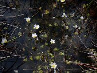 Ranunculus ololeucos 17, Witte waterranonkel, Saxifraga-Ed Stikvoort