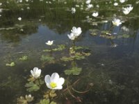 Ranunculus ololeucos 2, Witte waterranonkel, Saxifraga-Rob Felix : Plantae, Plants, Project Natuurbalans, planten
