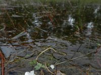 Ranunculus ololeucos 3, Witte waterranonkel, Saxifraga-Rutger Barendse