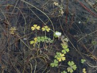 Ranunculus ololeucos 4, Witte waterranonkel, Saxifraga-Rutger Barendse