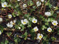 Ranunculus ololeucos 6, Witte waterranonkel, Saxifraga-Hans Dekker