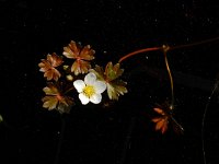 Ranunculus ololeucos 8, Witte waterranonkel, Saxifraga-Ed Stikvoort